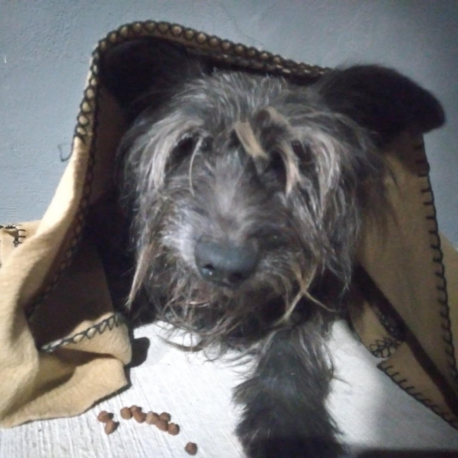 CHAPLIN | Raza Mestizo,  cruza de Schnauzer | Perdido