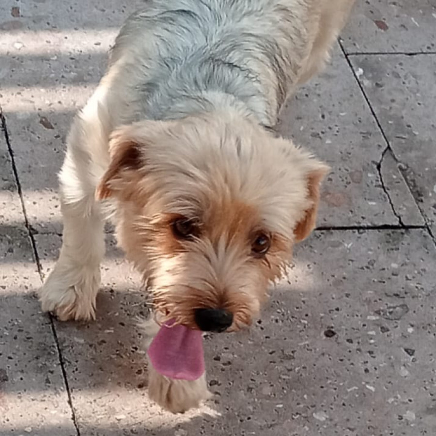 TOTO | Raza Yorkshire Terrier (Yorkie) | Final Feliz
