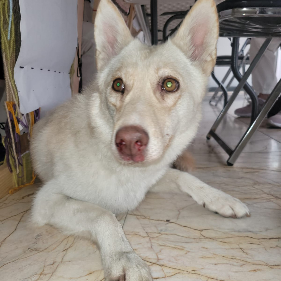  | Raza Mestiza, cruza de Husky Siberiano | Final Feliz
