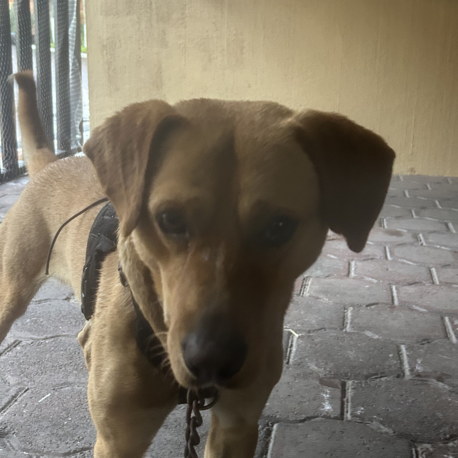  | Raza Mestizo, cruza de Labrador con American Pitbull Terrier | Encontrado