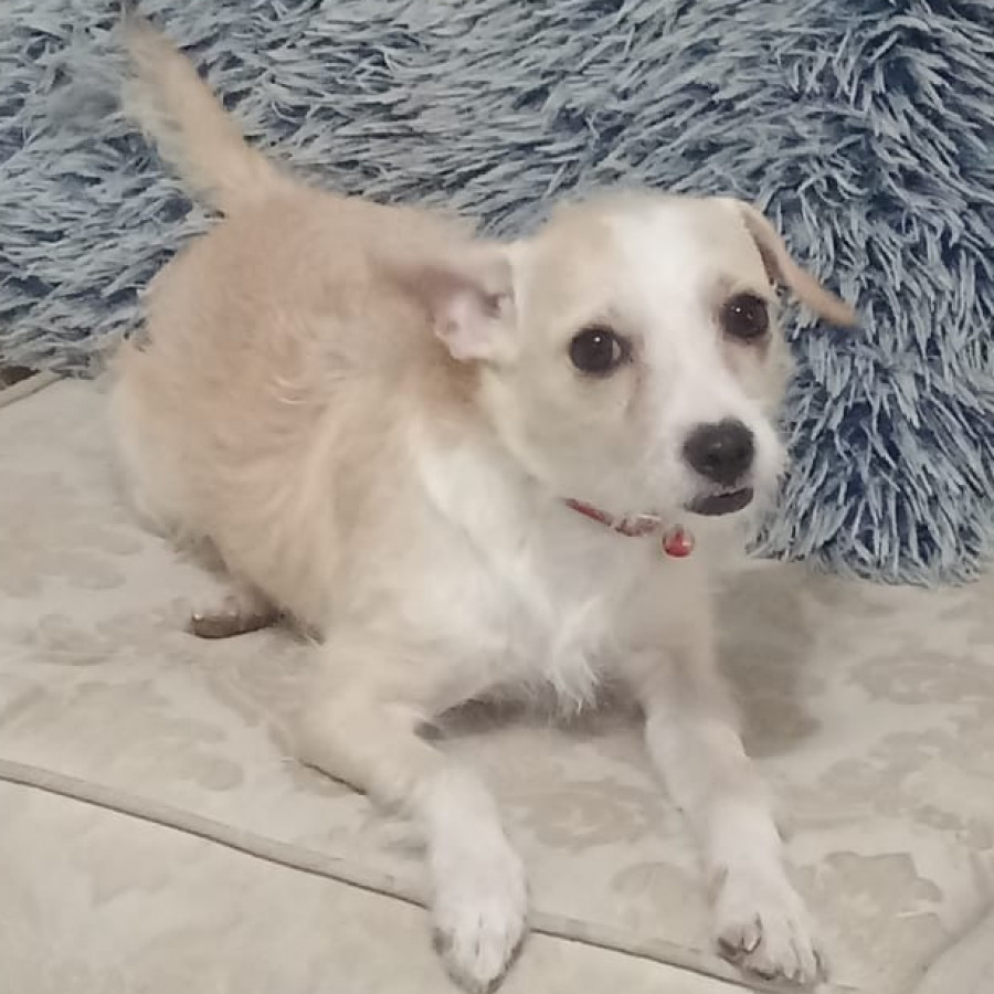 ANI | Raza Mestiza | Final Feliz