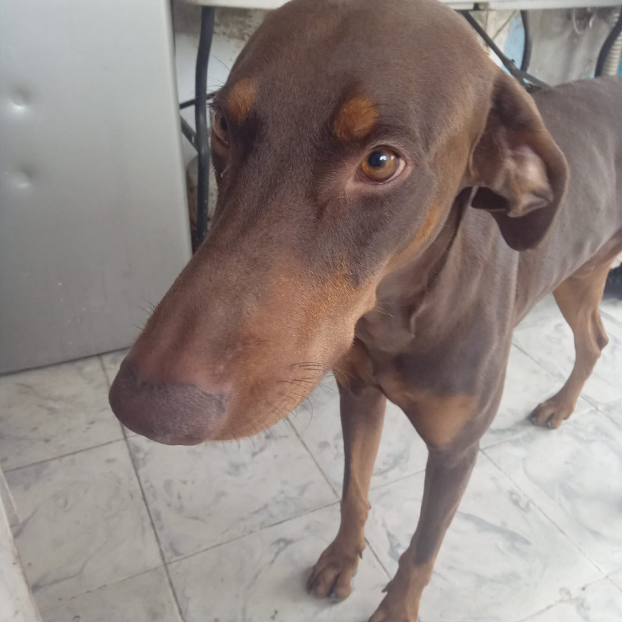 ECO,  PELLITO BEBÉ | Raza Dóberman Pinscher | Final Feliz