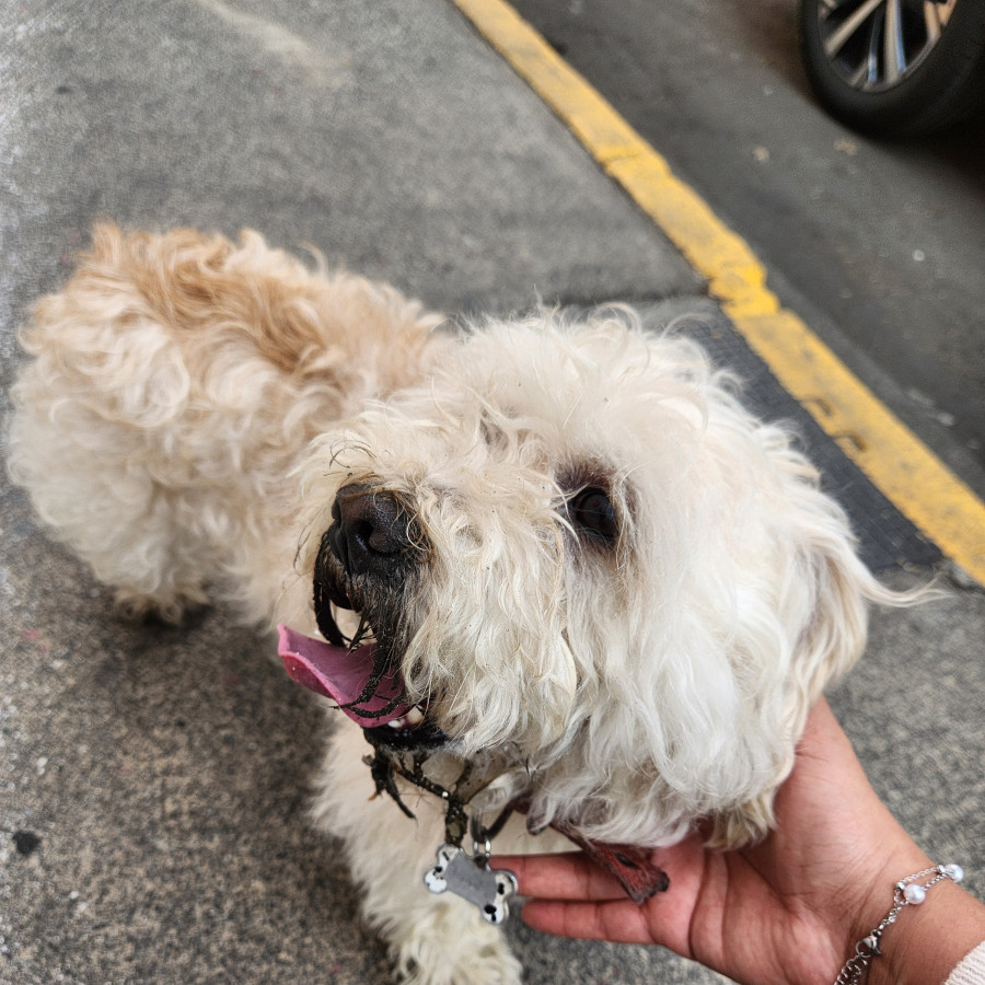  | Raza Mestizo, cruza de Maltés con French Poodle | Encontrado