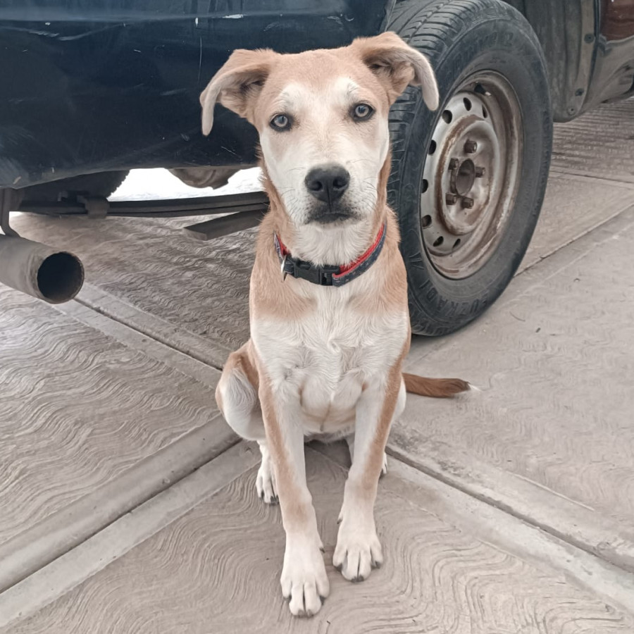 LUNA | Raza Mestiza, cruza de  Husky Siberiano con Labrador | Perdida