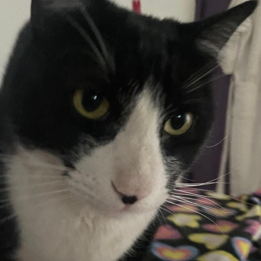 PINGO | Raza Doméstico Américano de Pelo Corto | Perdido