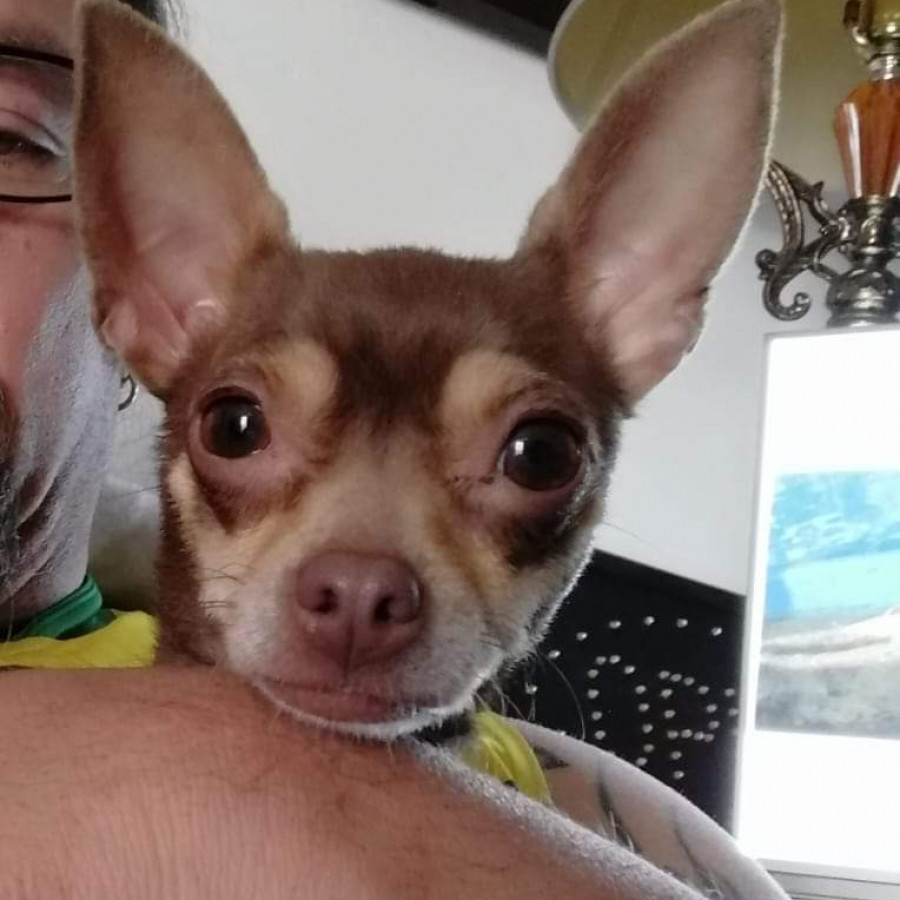 CANELITA | Raza Chihuahua | Perdida