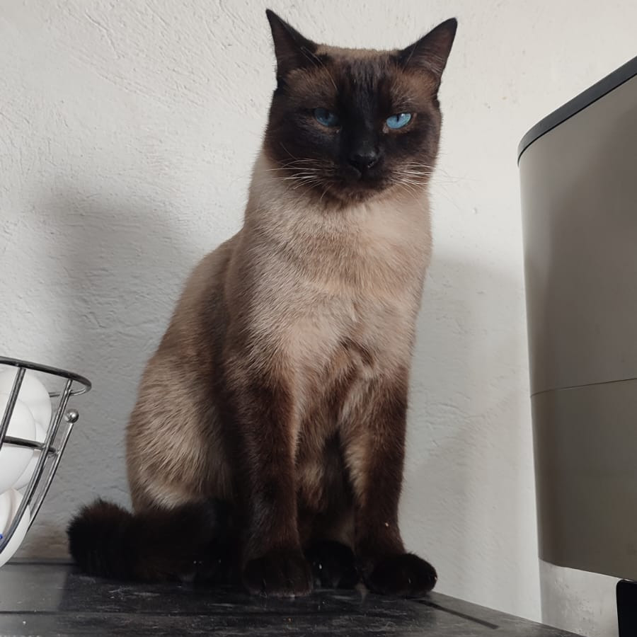 RAMIRO | Raza Siamés Punto Chocolate | Final Feliz