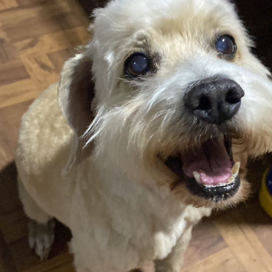 GIZMO | Raza Mestizo, cruza de Cocker Spaniel | Final Feliz