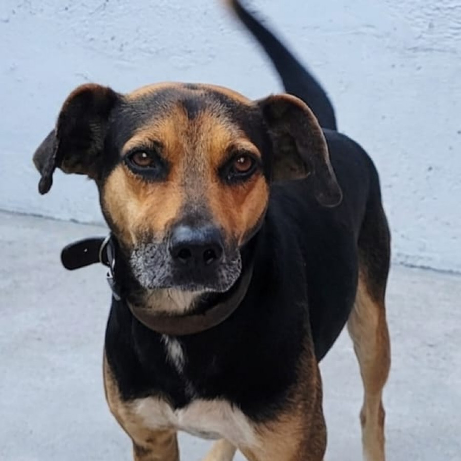  | Raza Mestizo | Encontrado
