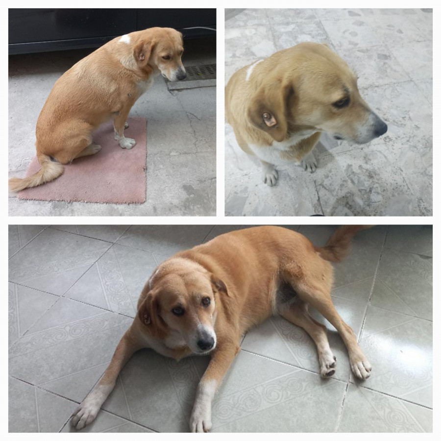 GÜERA | Raza Mestiza, cruza de Labrador | Perdida