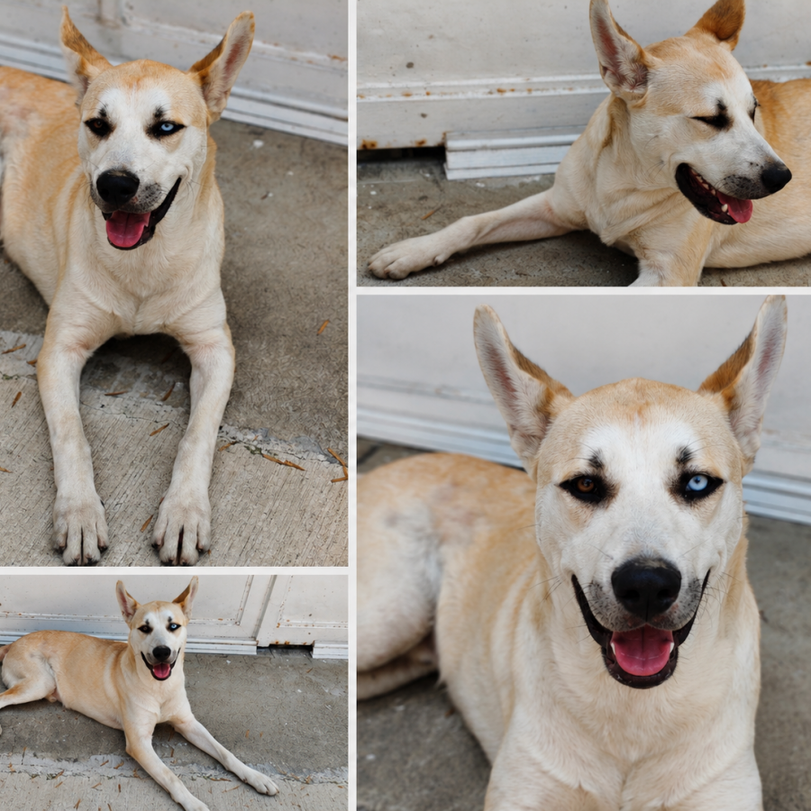  | Raza Mestizo, cruza de Husky Siberiano | Encontrado