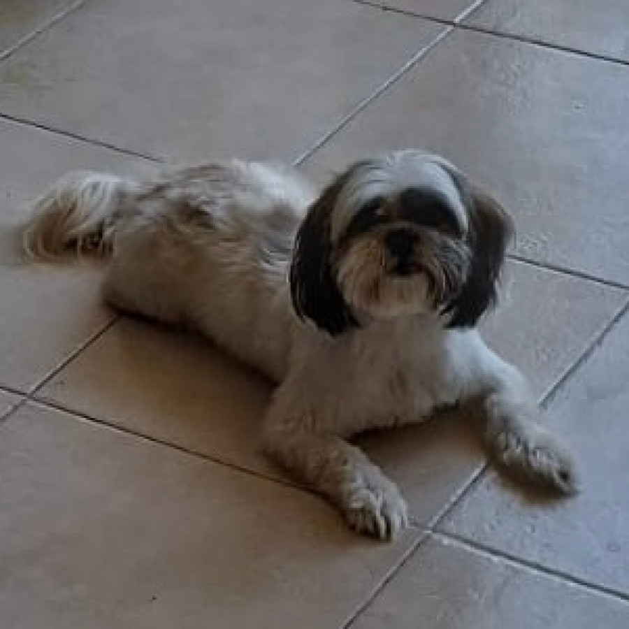 LAYLA | Raza Shih Tzu  | Perdida