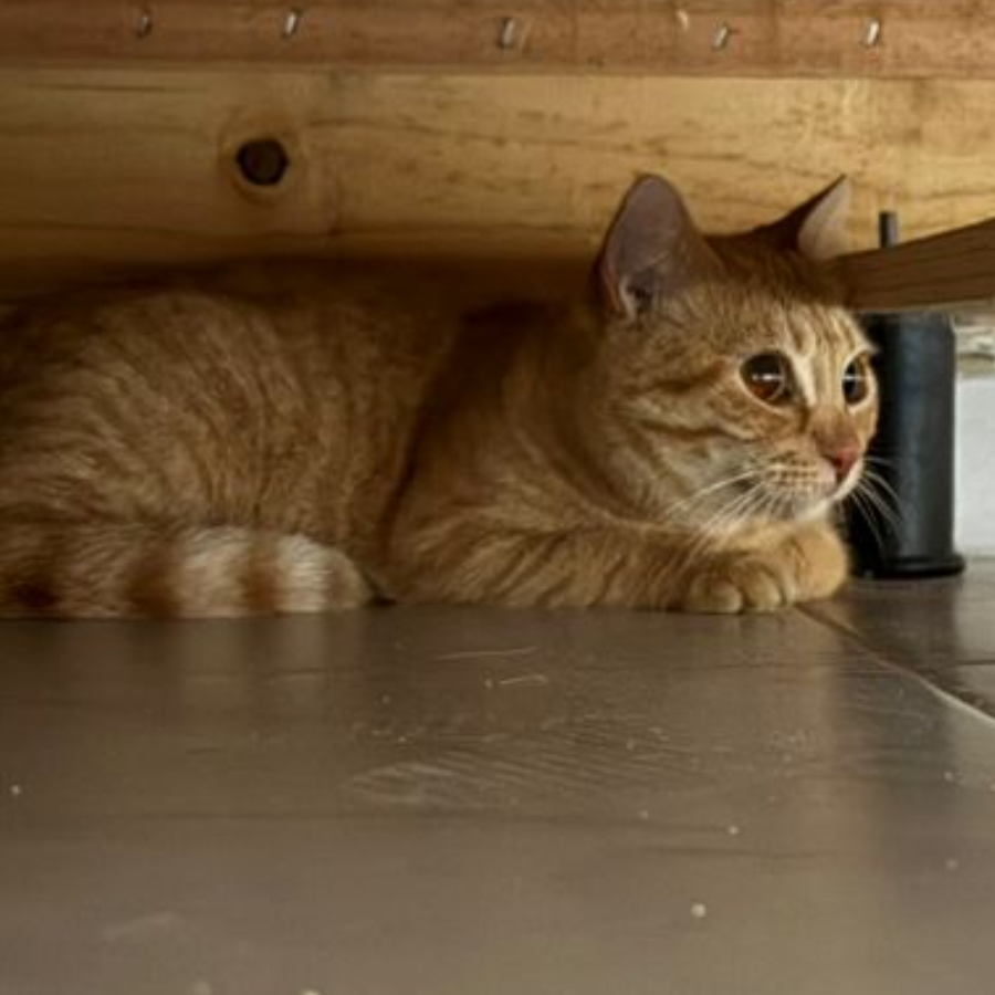 GÜERITA | Raza Doméstico Américano de Pelo Corto | Perdida