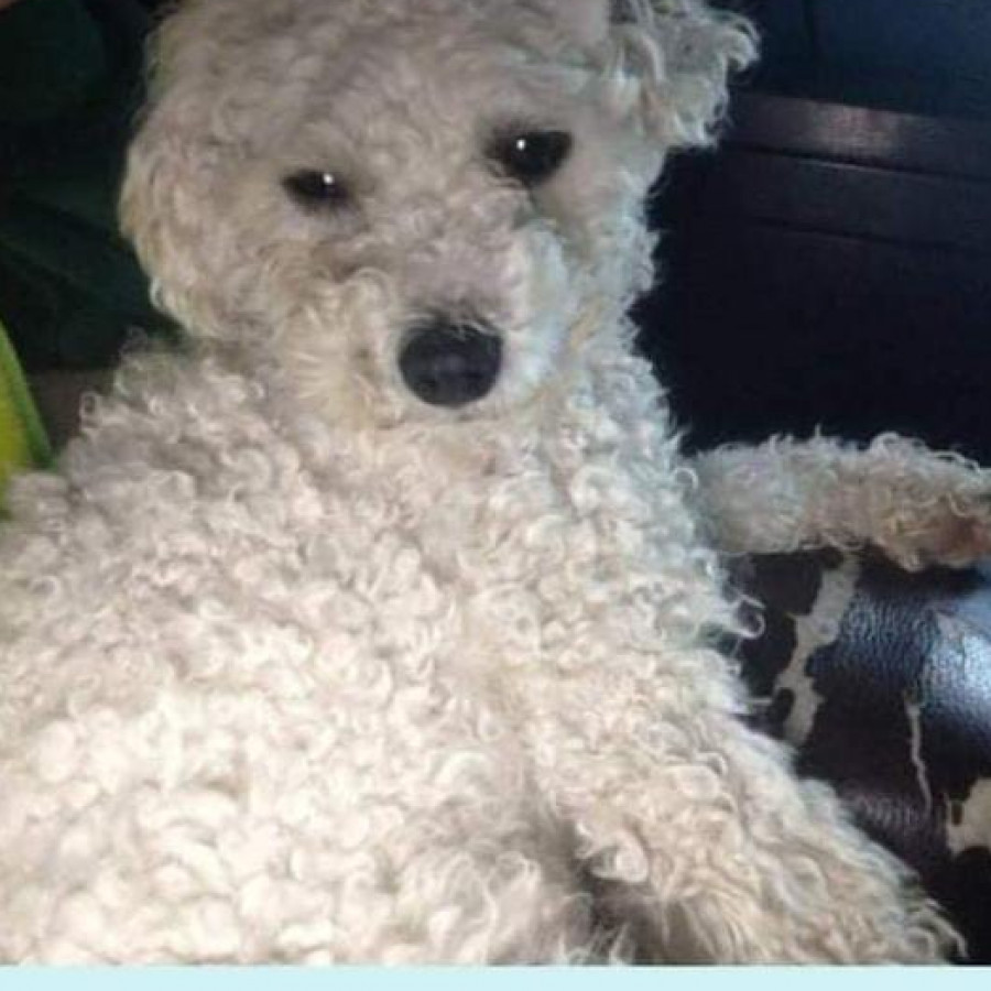 COPITOS | Raza French Poodle o Caniche | Perdido