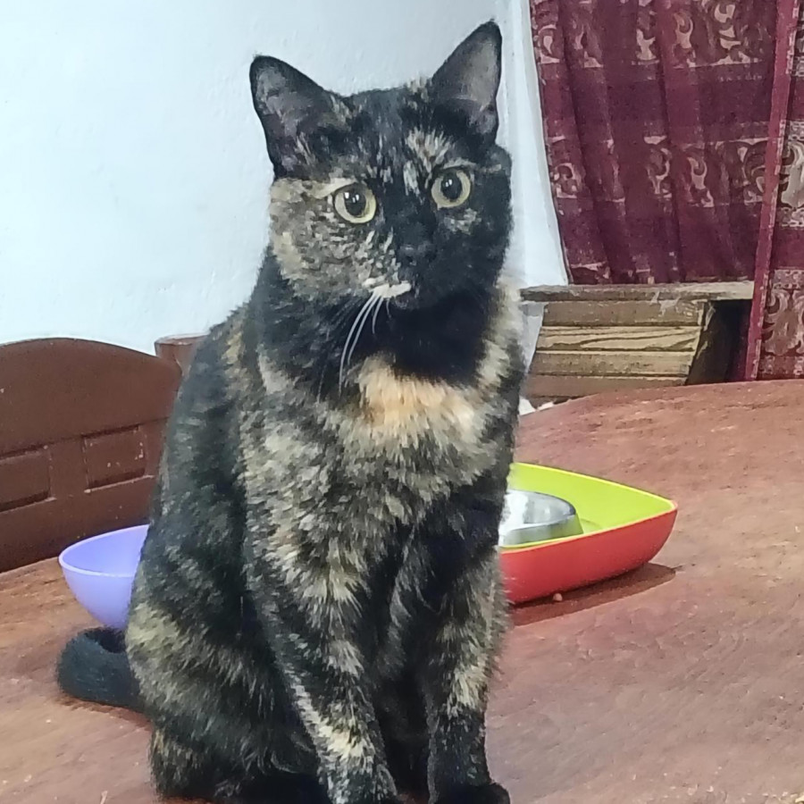 ELEONOR | Raza Calicó carey de pelo corto | En Adopción