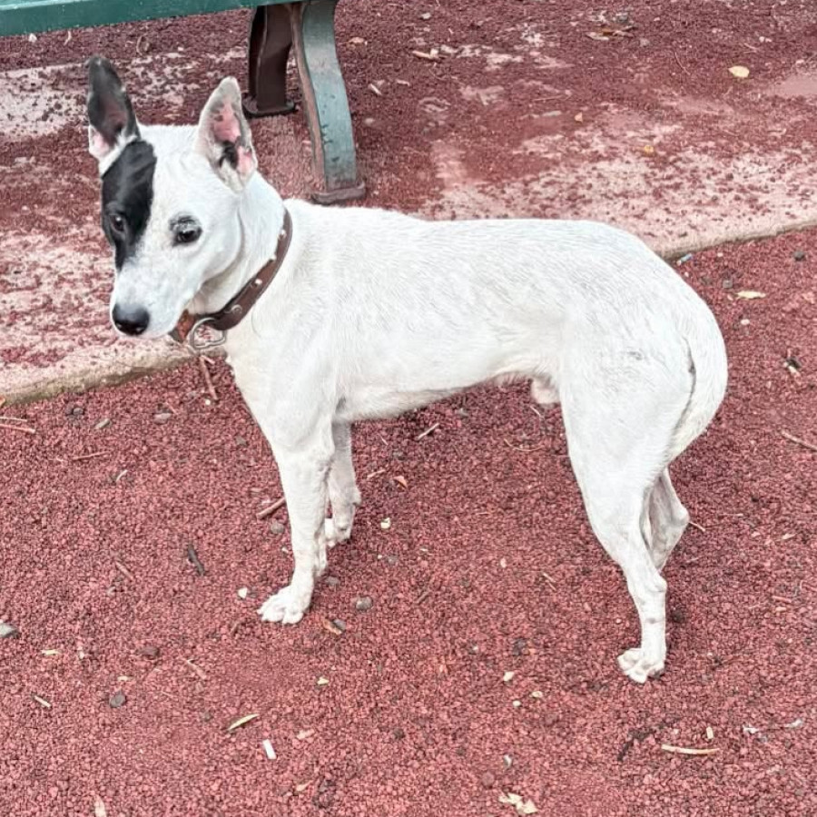  | Raza Mestizo | Encontrado