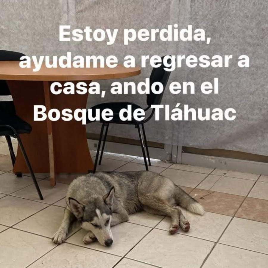  | Raza Husky Siberiano | Encontrada