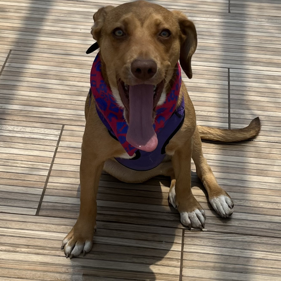 KIARA | Raza Mestiza, cruza de Labrador | En Adopción