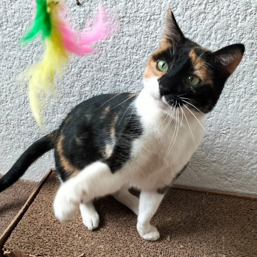 MARMOLEADA | Raza Calicó de pelo corto | En Adopción