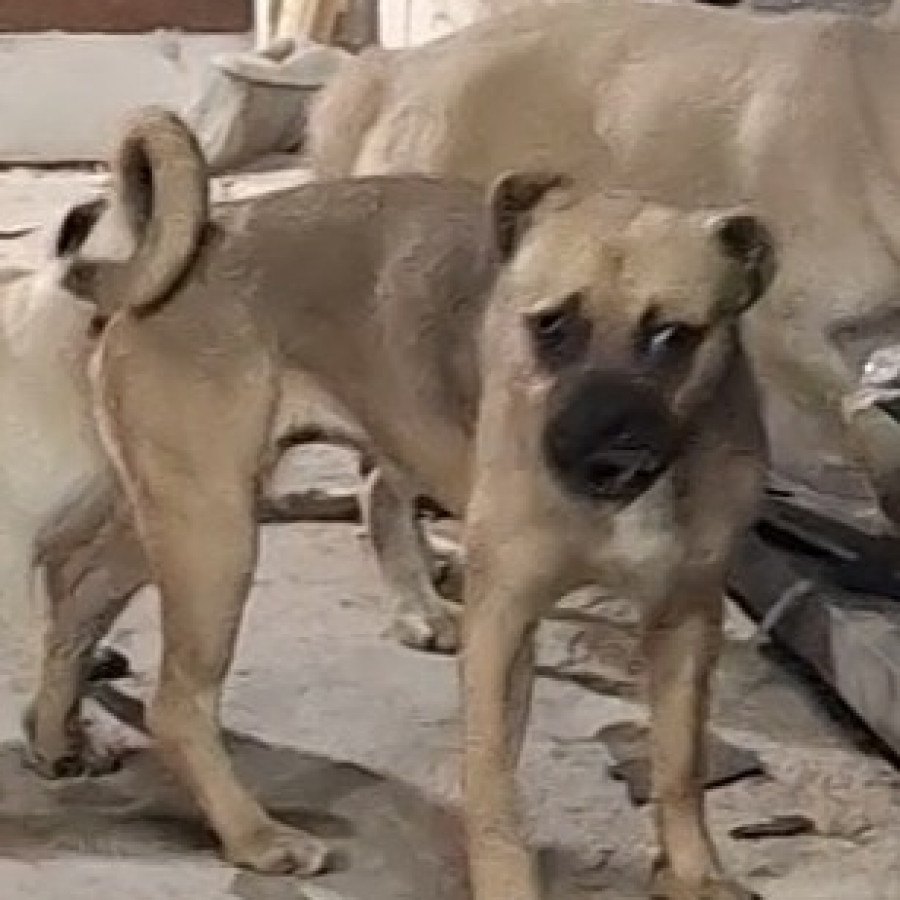 CANDY | Raza Mestiza, cruza de Pug | Final Feliz