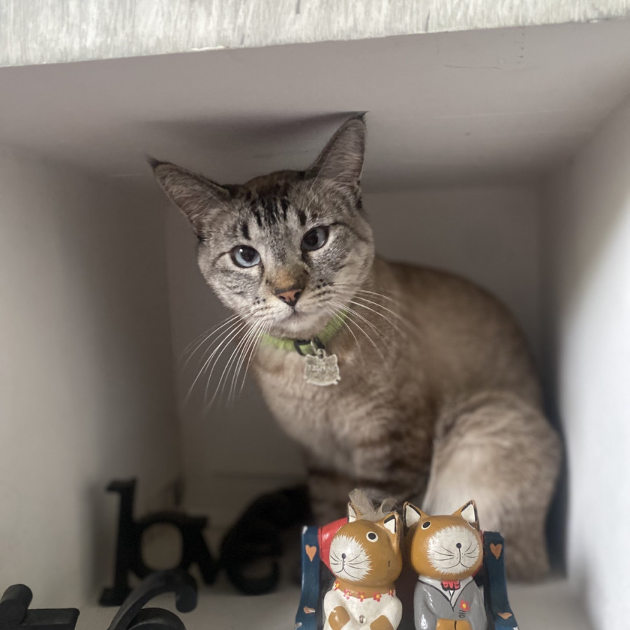 LUNA | Raza Aslan o Siamés moderno, punto tabby | Perdida