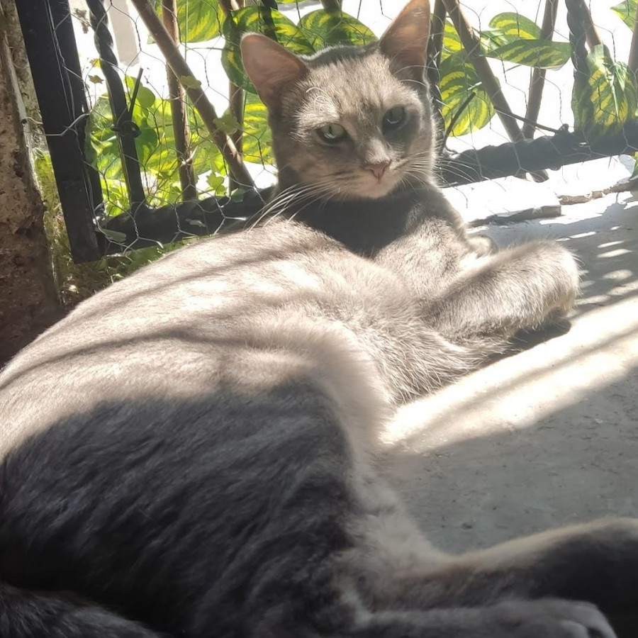 BRUNO | Raza Doméstico Américano de Pelo Corto | Perdido