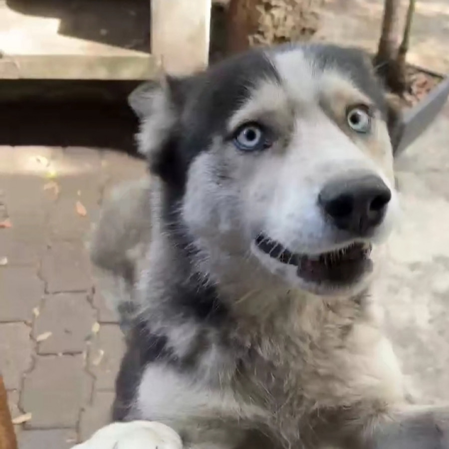 KAYRA | Raza Husky Siberiano | Final Feliz