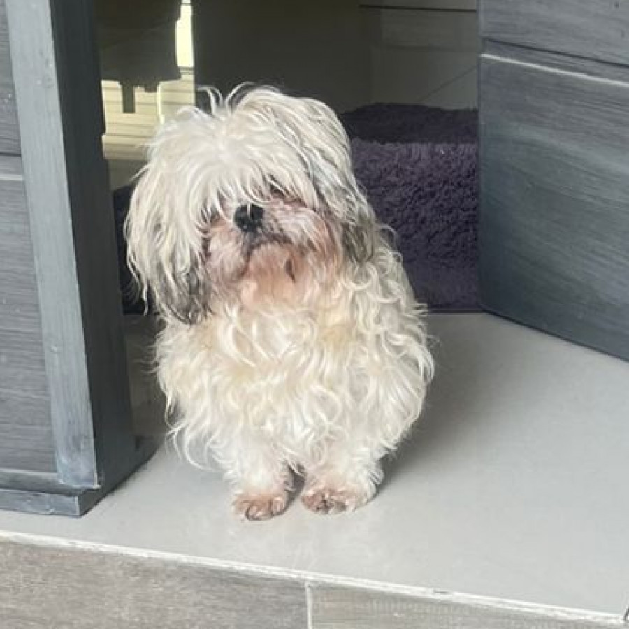 BRUNO | Raza Shih Tzu  | Perdido