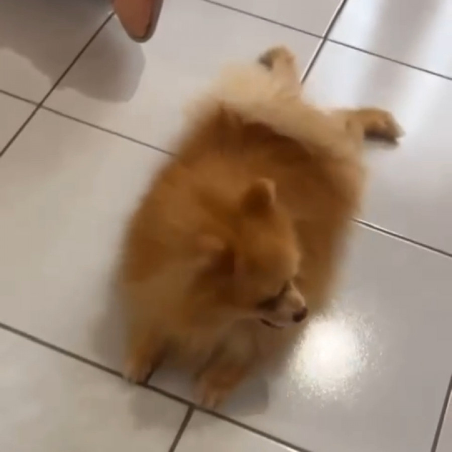 KOBE | Raza Pomerania | Perdido