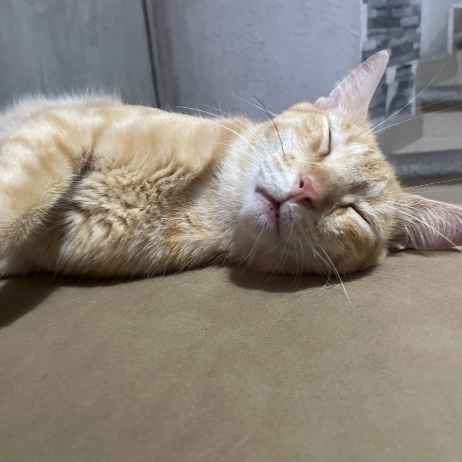 CHESTER | Raza Doméstico Américano de Pelo Corto | Perdido