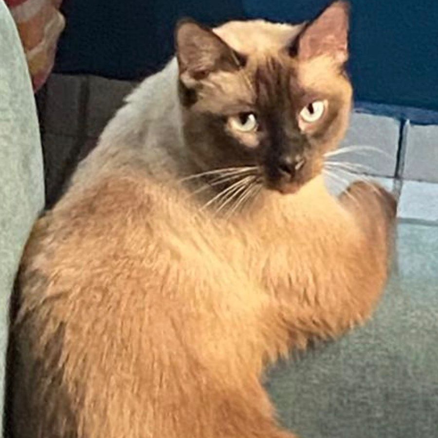 MAX | Raza Siamés Punto Foca | Perdido