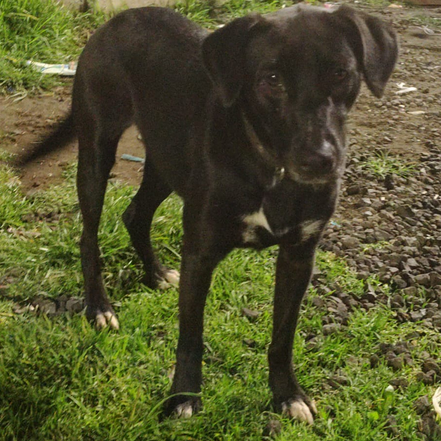 PANCHA | Raza Mestiza, cruza de Labrador | En Adopción