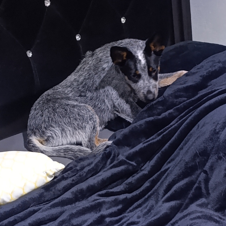 BLUEY | Raza Ganadero Australiano Blue Heeler  | Final Feliz