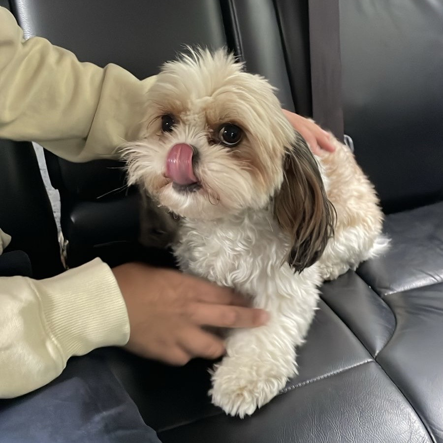  | Raza Shih Tzu  | Final Feliz