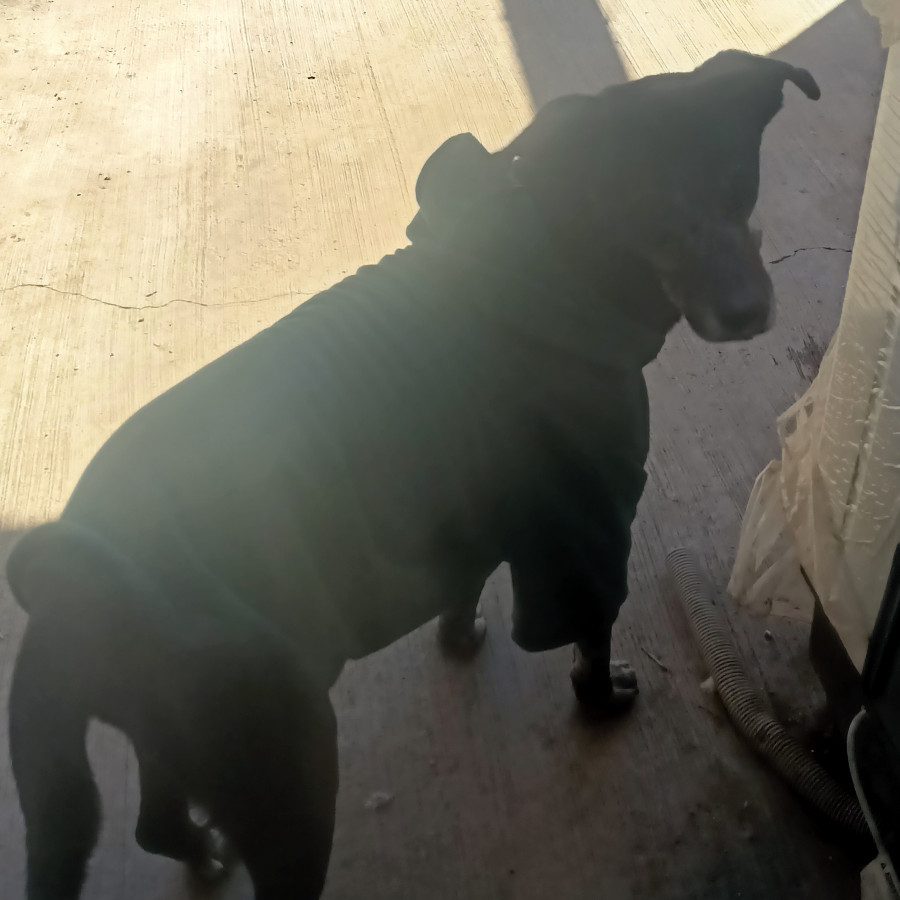 REGALO | Raza Mestizo,  cruza de Labrador | Perdido
