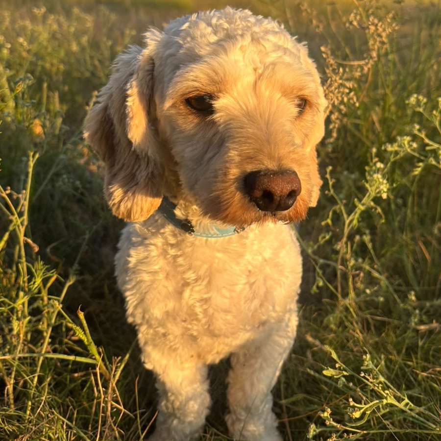 TOBY MUÑECO | Raza Mestizo, cruza de Dachshund o Salchicha con Maltés | Perdido