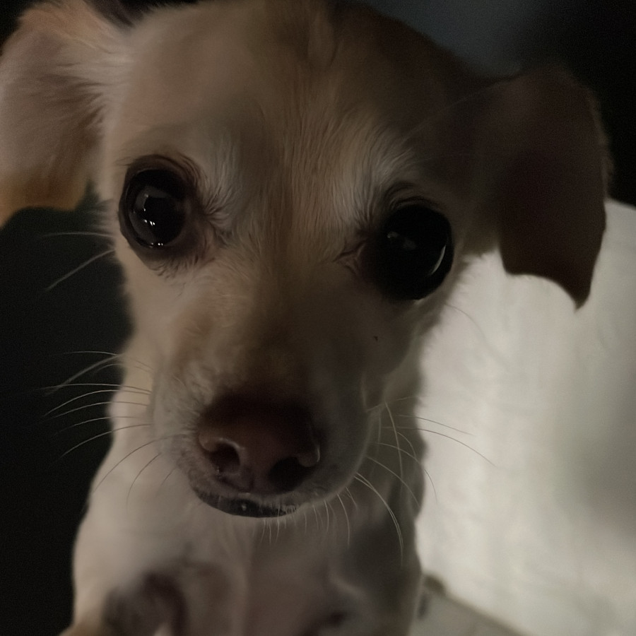 DELILA | Raza Chihuahua | Perdida