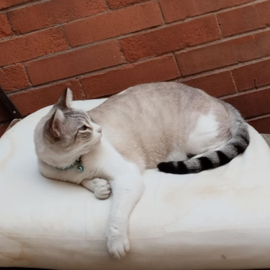 SMUKY | Raza Aslan o Siamés moderno, punto tabby | Perdido