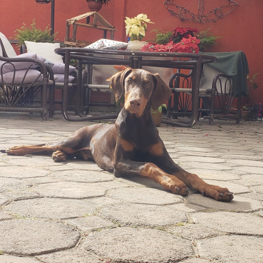 HAZZ | Raza Dóberman Pinscher | Perdido