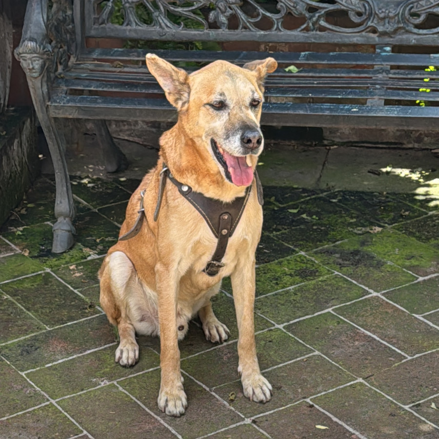  | Raza Mestizo, posible cruza de Pastor Belga Malinois | Encontrado