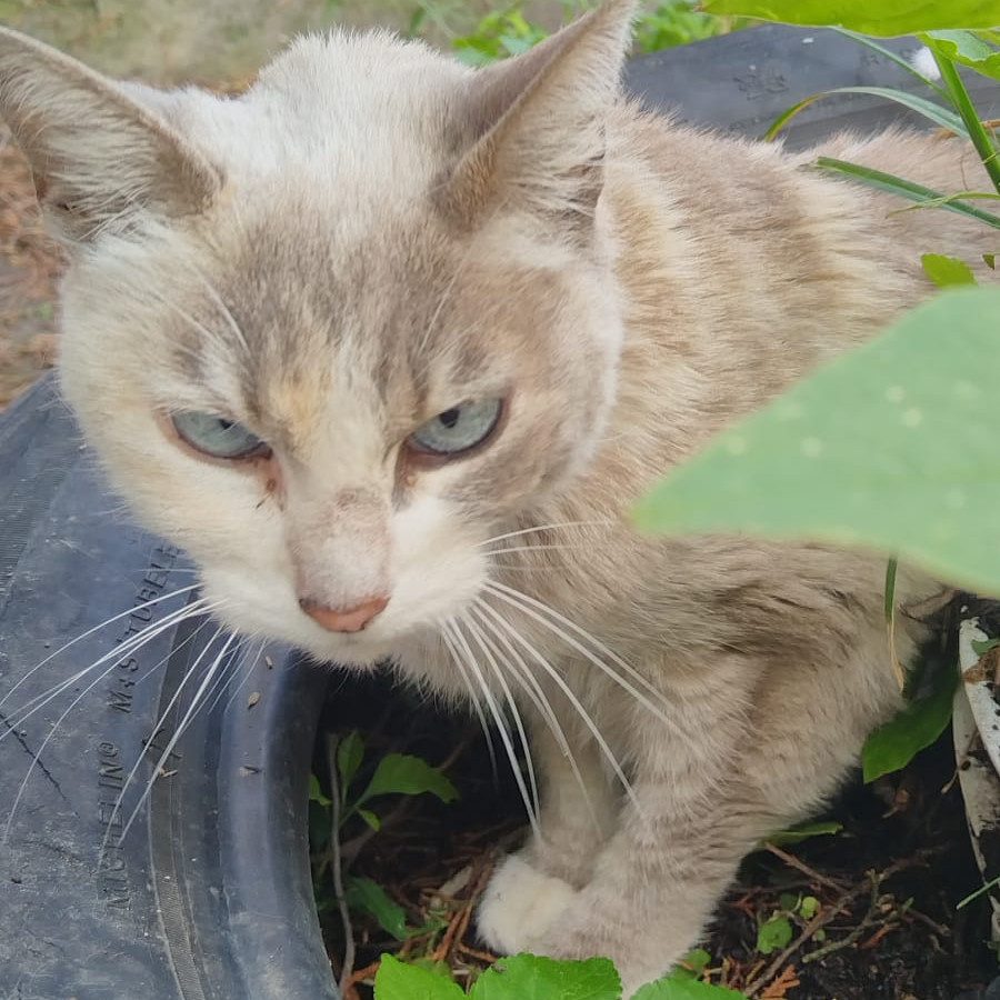  | Raza Doméstico Américano de Pelo Corto | Encontrada