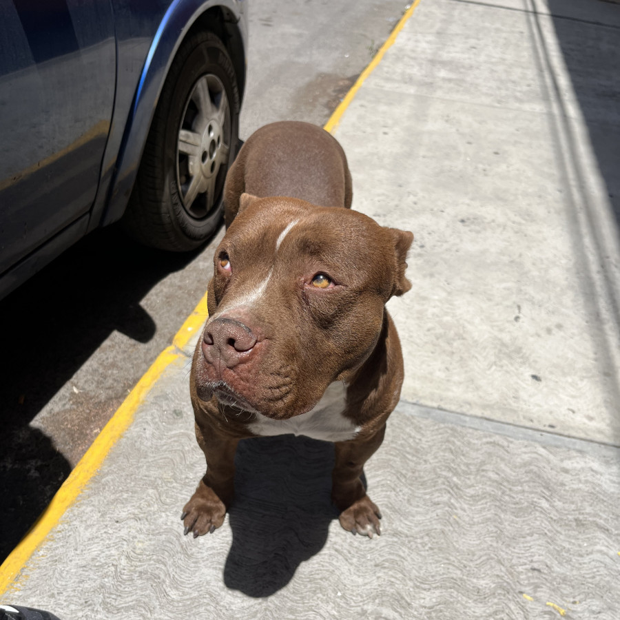  | Raza American Pitbull Terrier | Encontrado