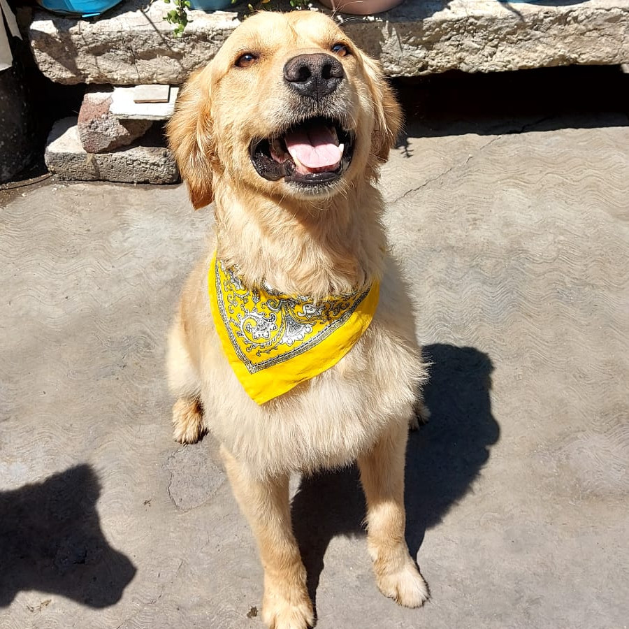 HENRY | Raza Golden Retriever  | En Adopción