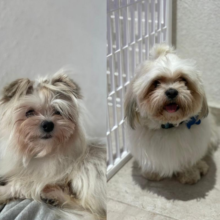 ROKO Y MILO | Raza Shih Tzu y cruza de Shih Tzu con Yorkshire Terrier | Perdido