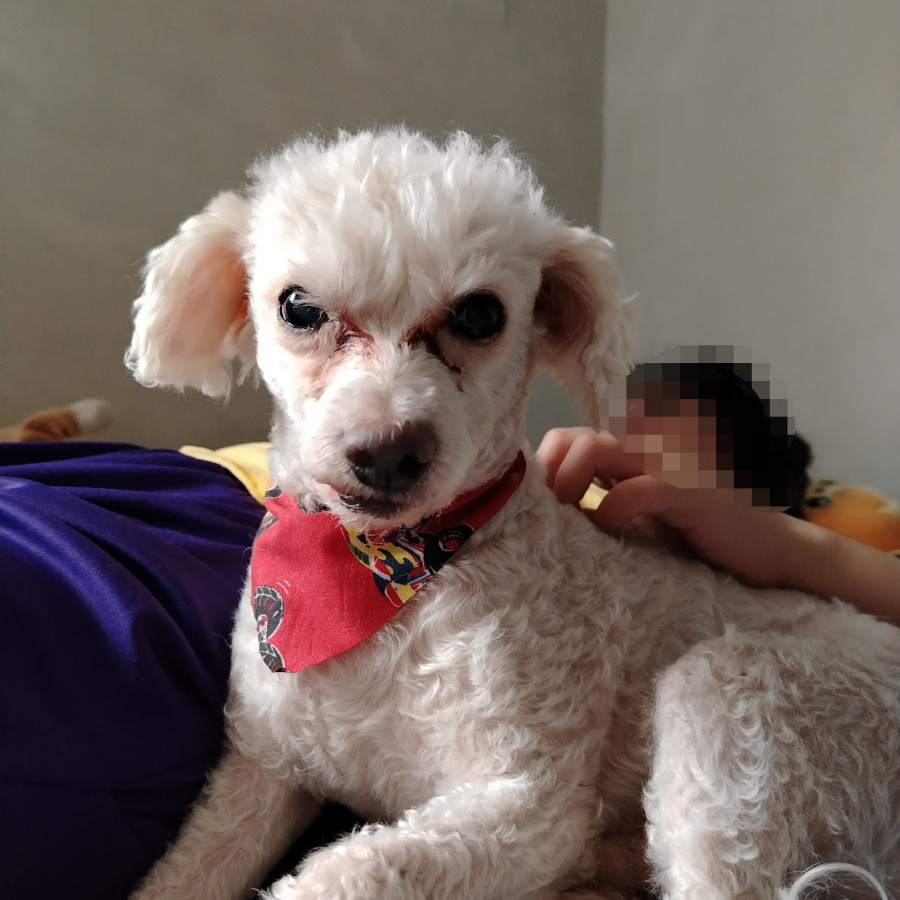 COOPER | Raza French Poodle o Caniche | Final Feliz