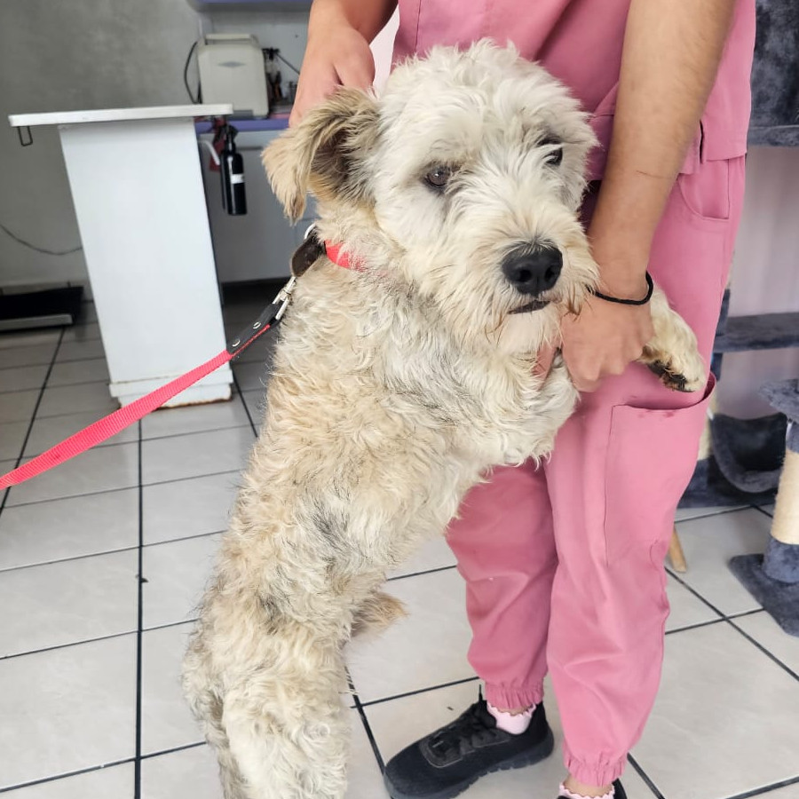  | Raza Mestizo, cruza de French Poodle con Schnauzer,  (Schnoodle) | Encontrado