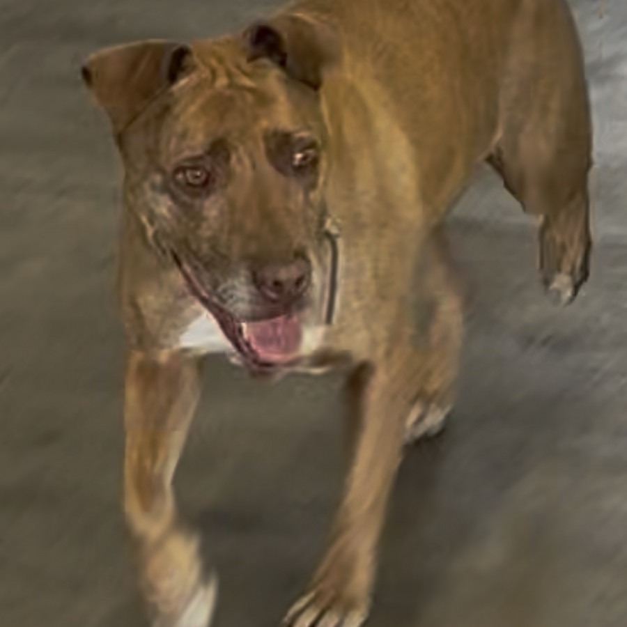  | Raza American Pitbull Terrier | Encontrada