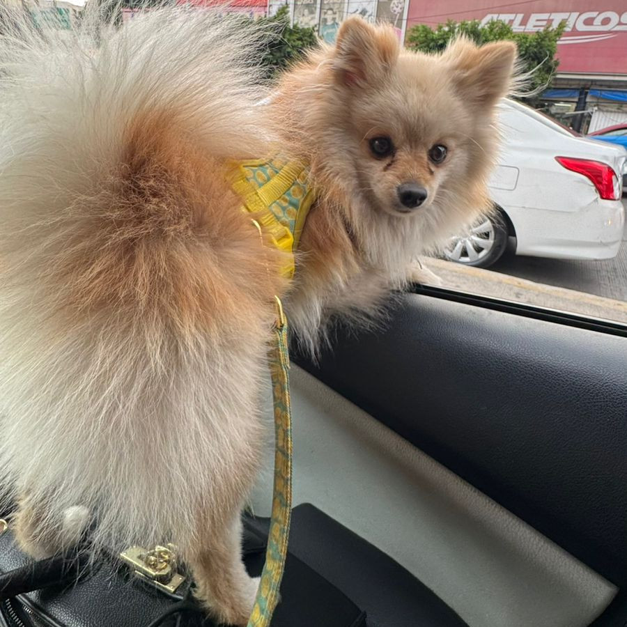 POLO | Raza Pomerania | Perdido