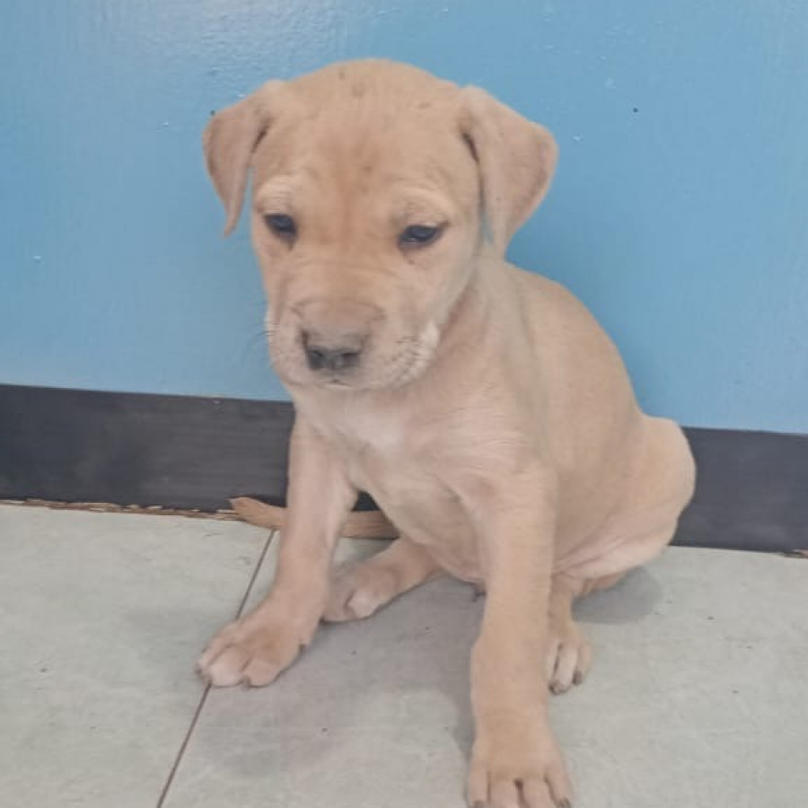 PRINCESA | Raza Mestiza, cruza de American Pitbull Terrier | En Adopción