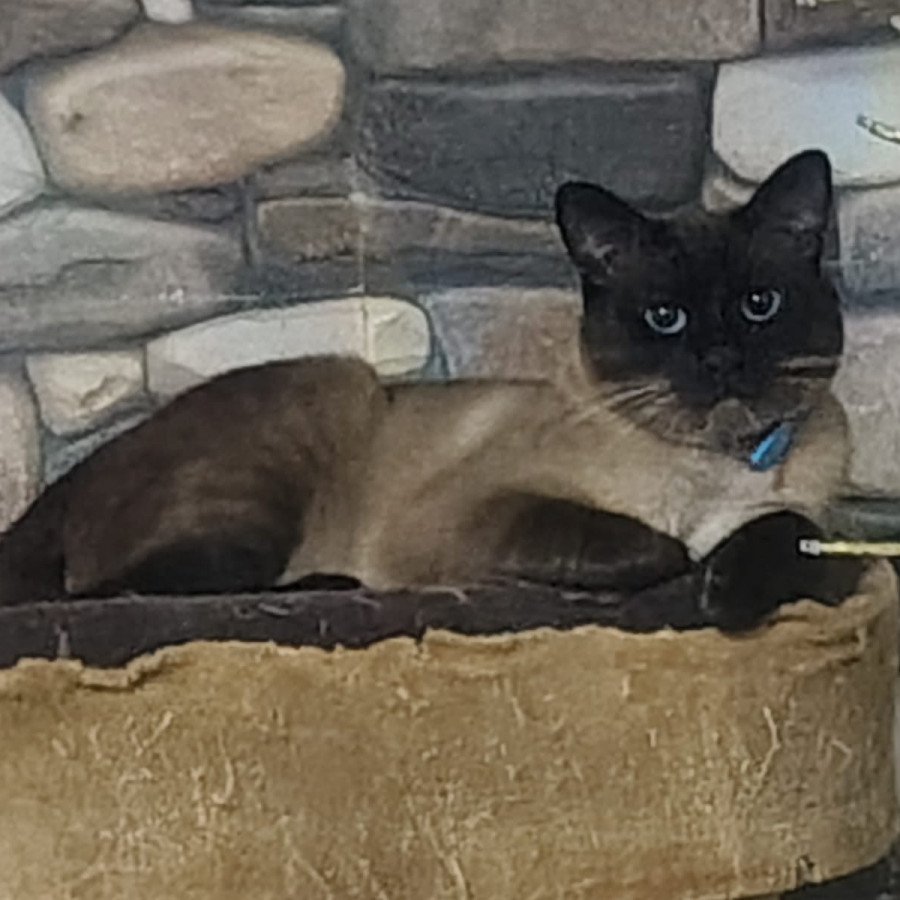 MIAURICIO | Raza Siamés Punto Foca | Final Feliz